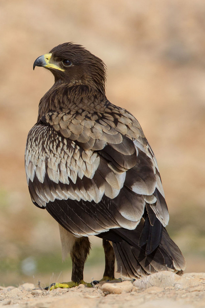 鹰形目鹰科乌雕属大乌雕