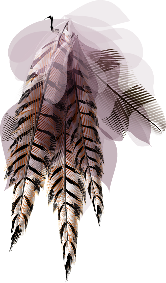 羽毛png