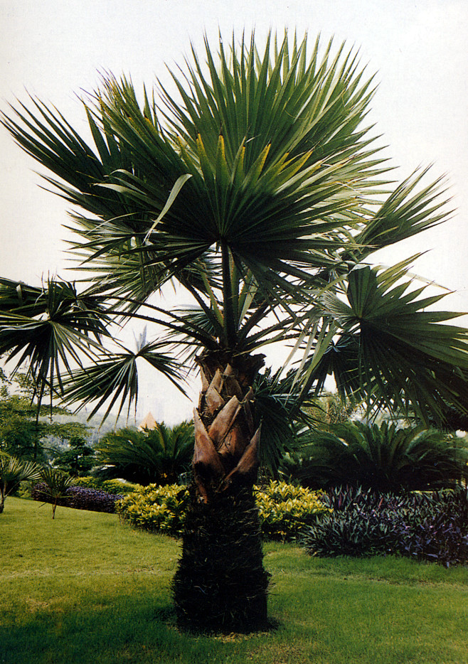 丝葵washingtoniafiliferalindenwendland