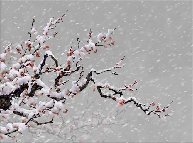 梅花喜歡漫天雪