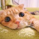 W大🐱
