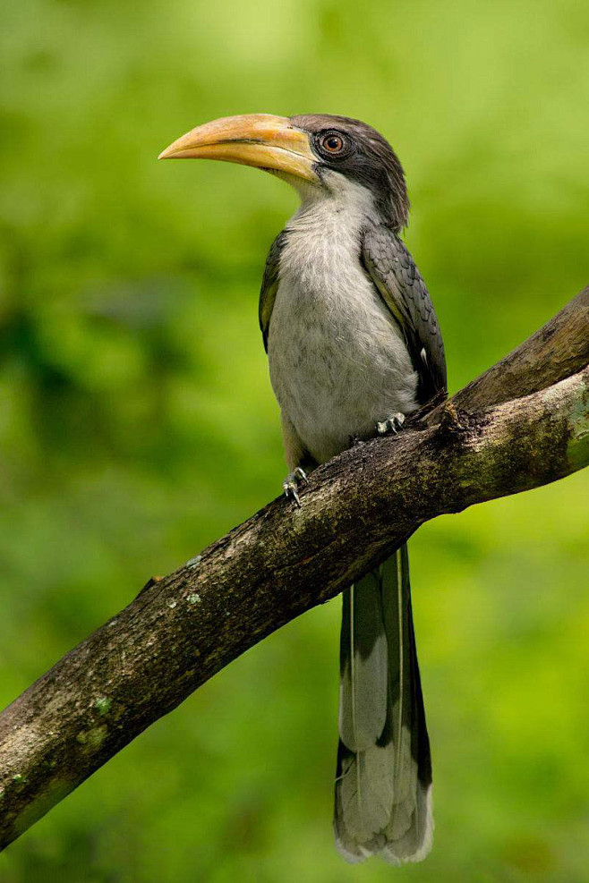 犀鸟目犀鸟科灰犀鸟属斯里兰卡灰犀鸟
