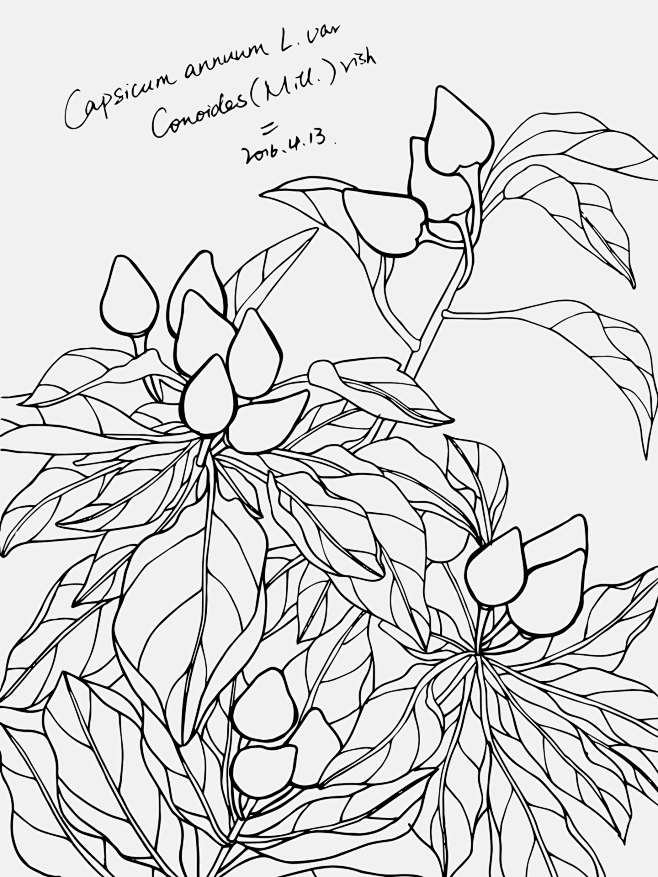 椒# #朝天椒# #蔬菜# #春季# #花卉# #植物# #自然# #线描# #手绘