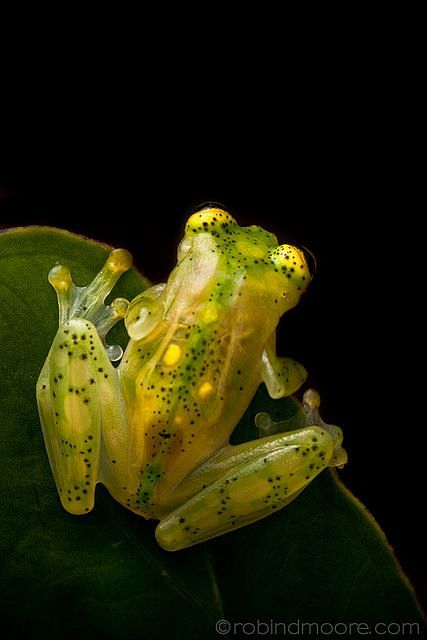 glass frog (hyalinob.