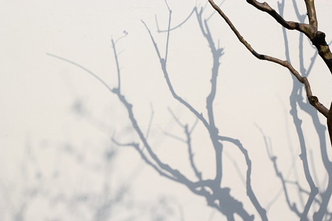 墙上的树影素材