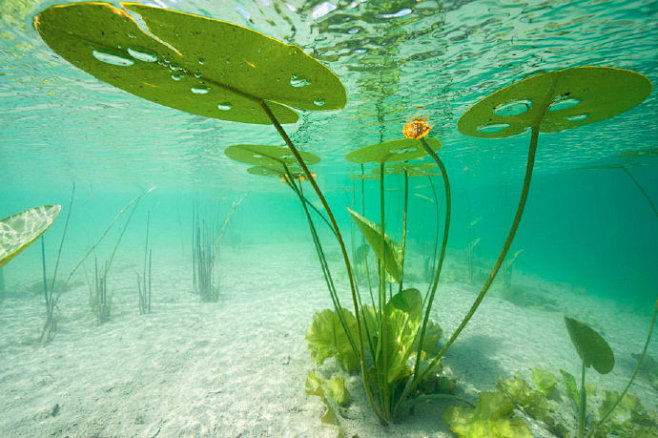水下世界里的荷叶与荷花