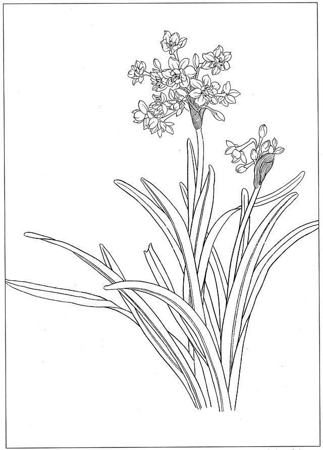 白描水仙