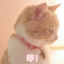 暖暖归人(｡･ω･｡)