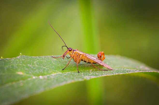 蝎蛉节肢动物门昆虫纲长翅目蝎蛉科