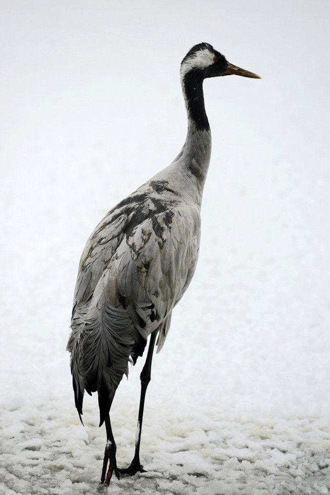 鹤形目鹤科鹤属灰鹤
