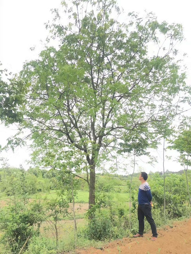 黄连木移栽黄连木15公分