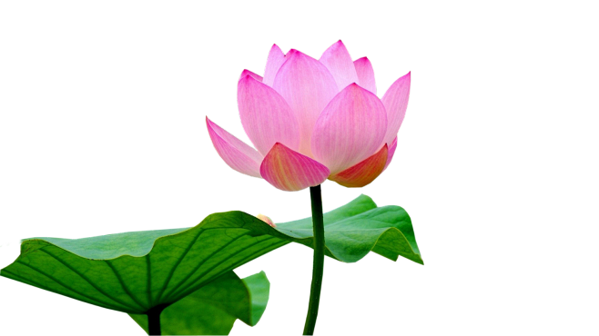 莲花png