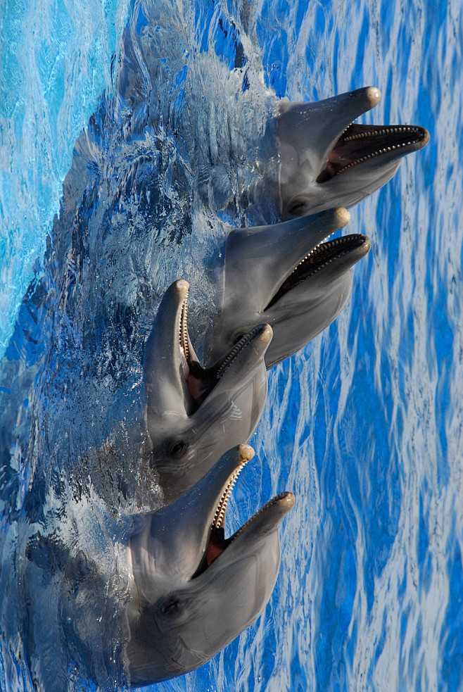 鲸目海豚科瓶鼻海豚属宽吻海豚瓶鼻海豚