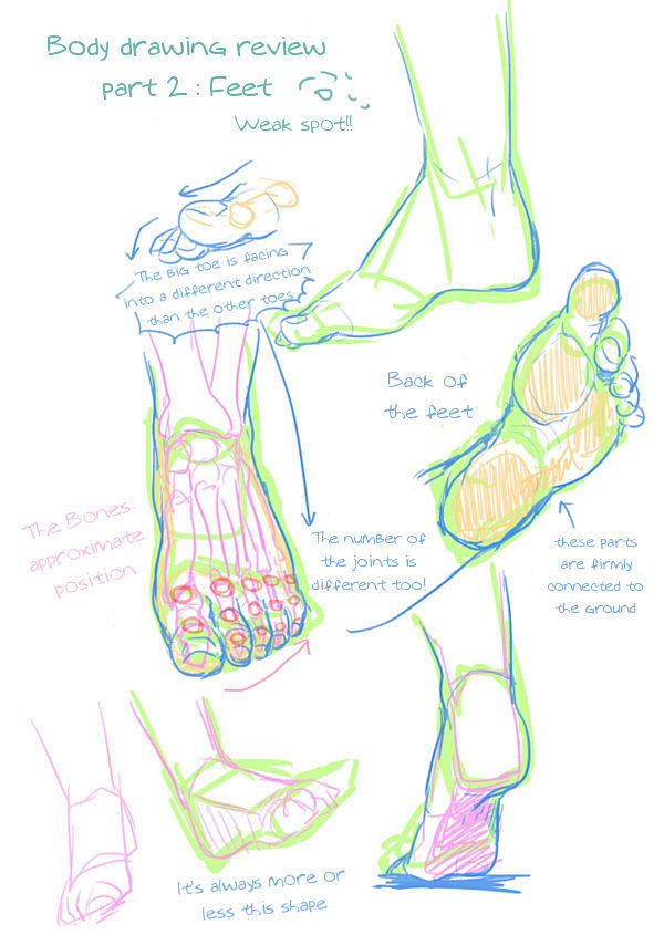 人体结构参考足