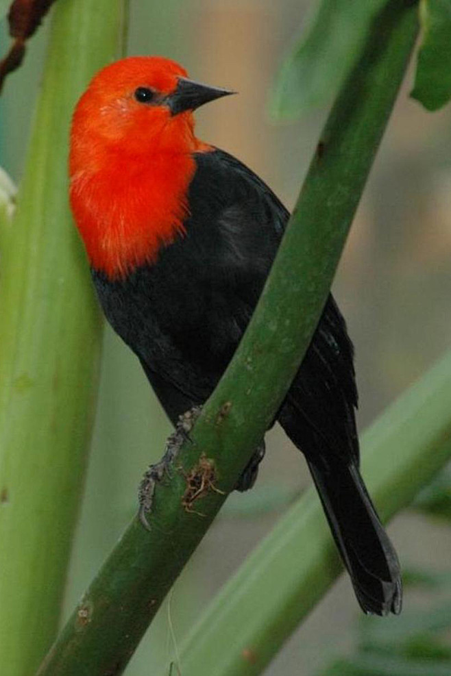 黑头红嘴长尾巴鸟图片