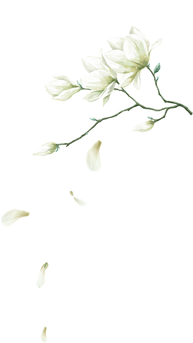 手绘杏花png水墨水彩画古风唯美装饰素材植物花卉花瓣白色的花