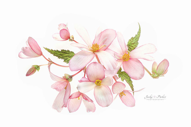 漫画花卡通花粉色花