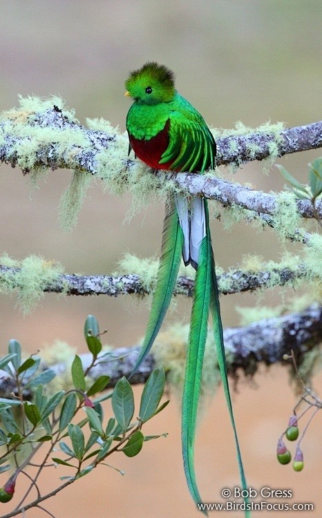 quetzal