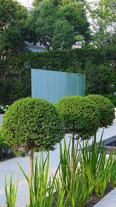 整形植物规则式种植