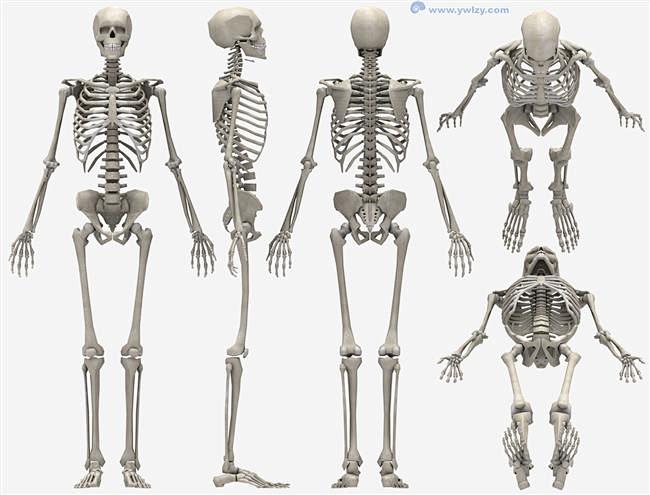 人体骨骼正侧背面
