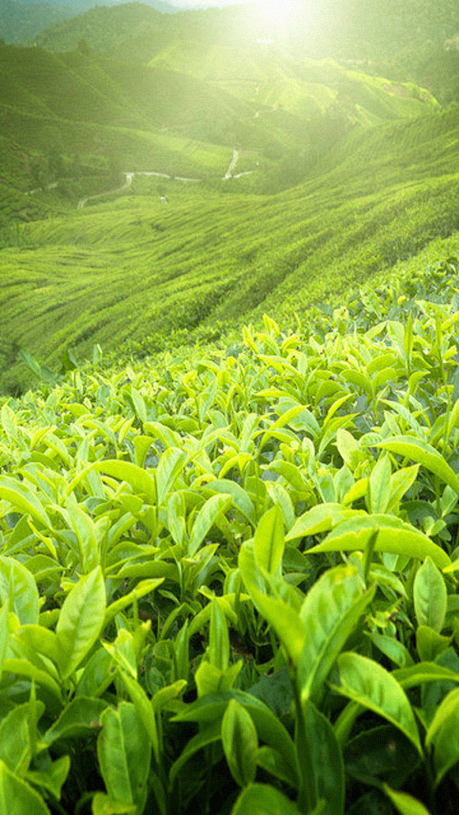 茶园h5背景