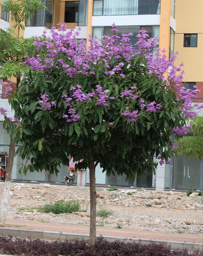 大花紫薇大叶紫薇