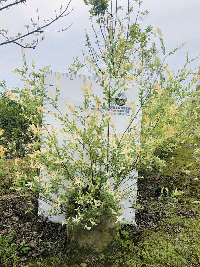 彩叶杞柳35美植袋