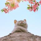 卡门不卡窗