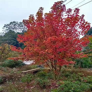 丛生红枫