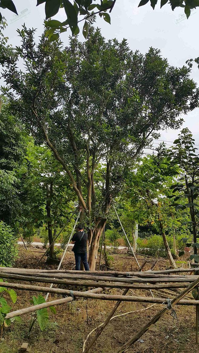 丛生水蒲桃价格图片