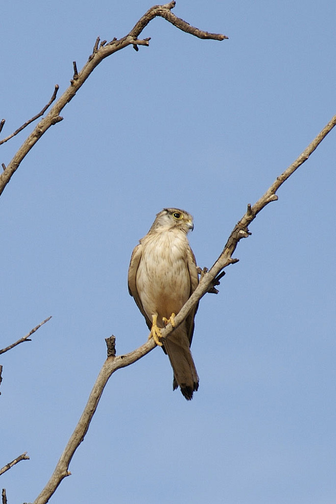 隼形目隼科隼属澳洲灰隼