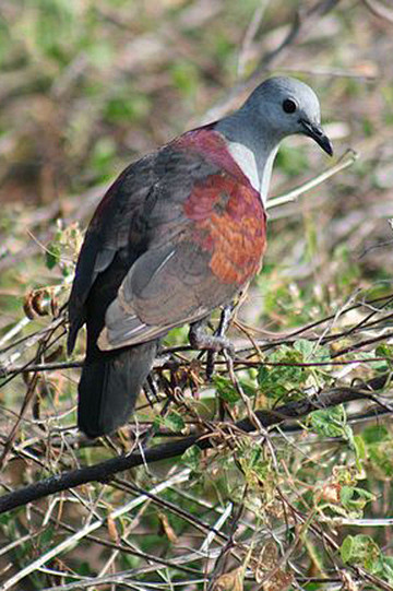 鸽形目鸽鸠科鸡鸠属灰头鸡鸠