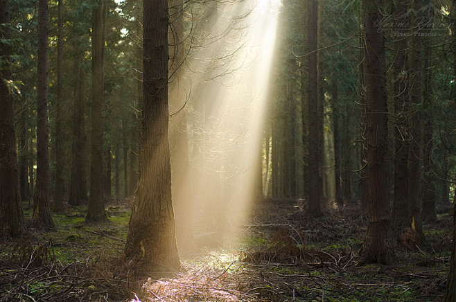 intheforestintheforestapeacefulmorningofautumn