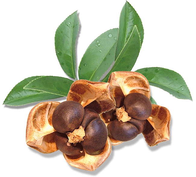 叶么从靳年才俊转采于2021-05-04 15:19:19茶籽