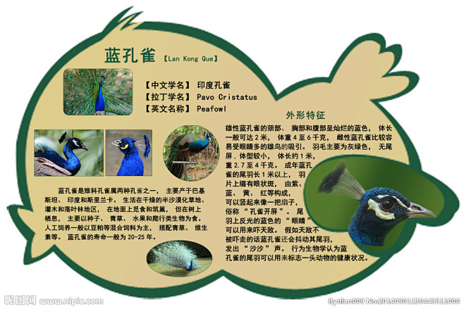 蓝孔雀说明牌
