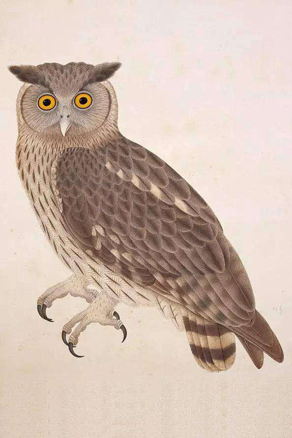 鸮形目鸱鸮科雕鸮属乌雕鸮