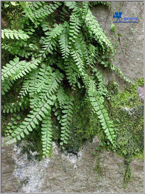 鞭叶铁线蕨多年生草本高1536厘米根状茎直立顶部有深栗色披针形鳞片