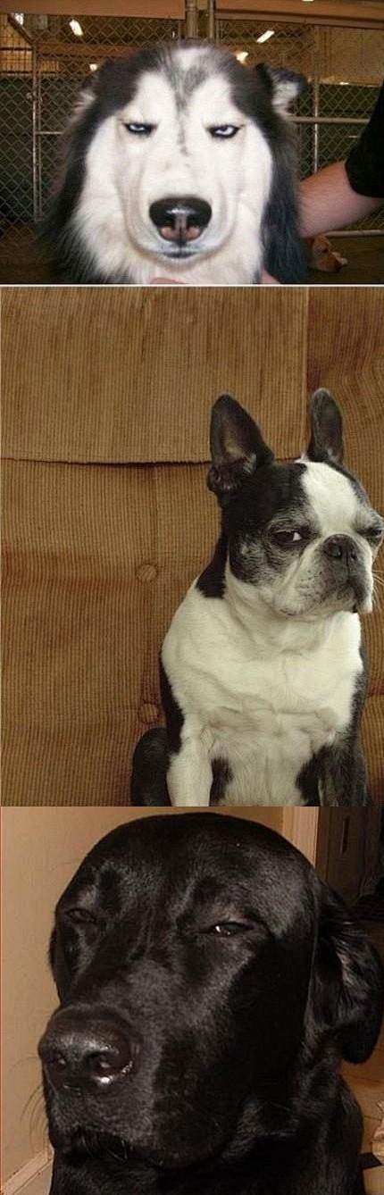 汪星人各种鄙视的眼神你hold得住吗