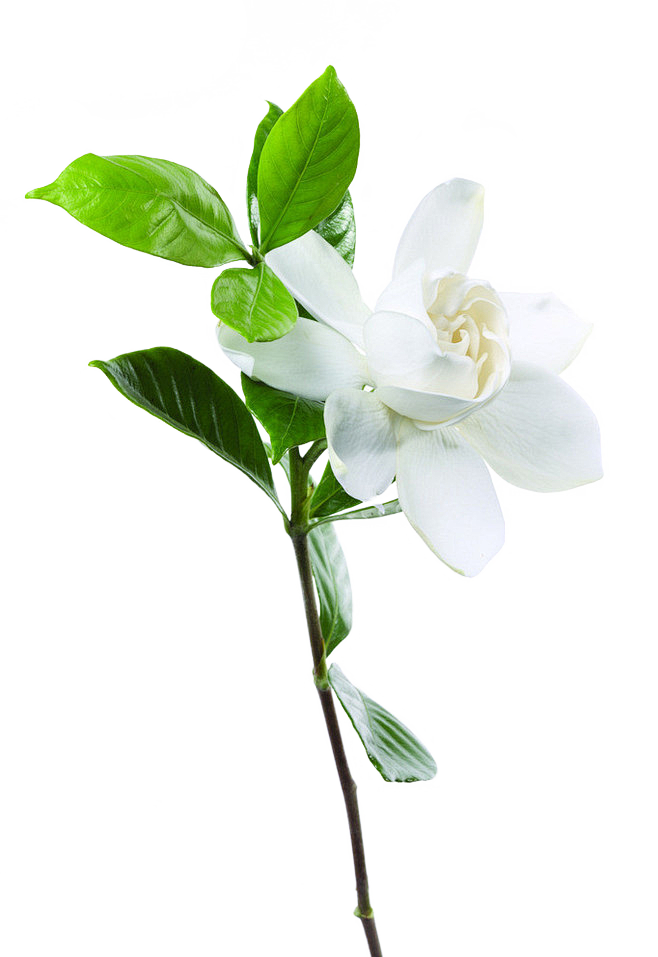 栀子花