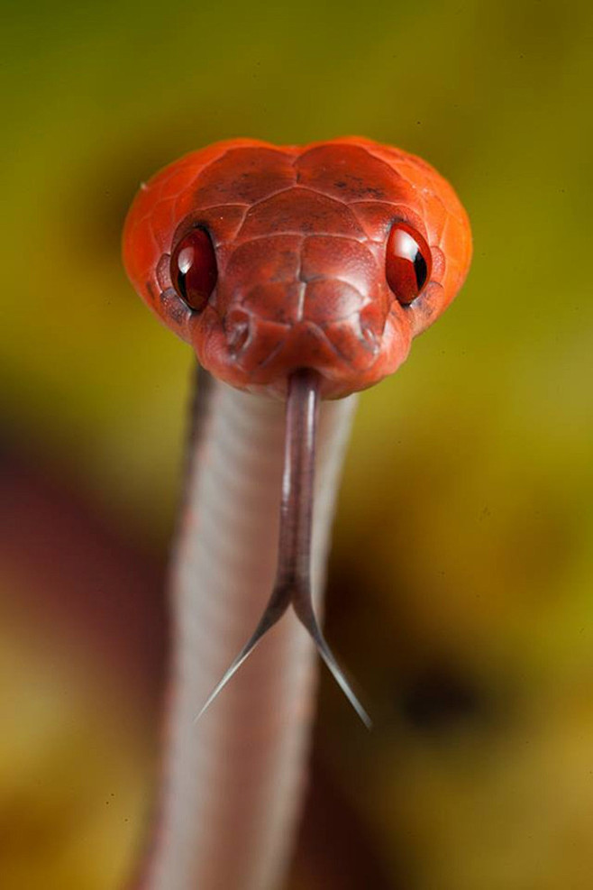 世界上十大最美的蛇图片