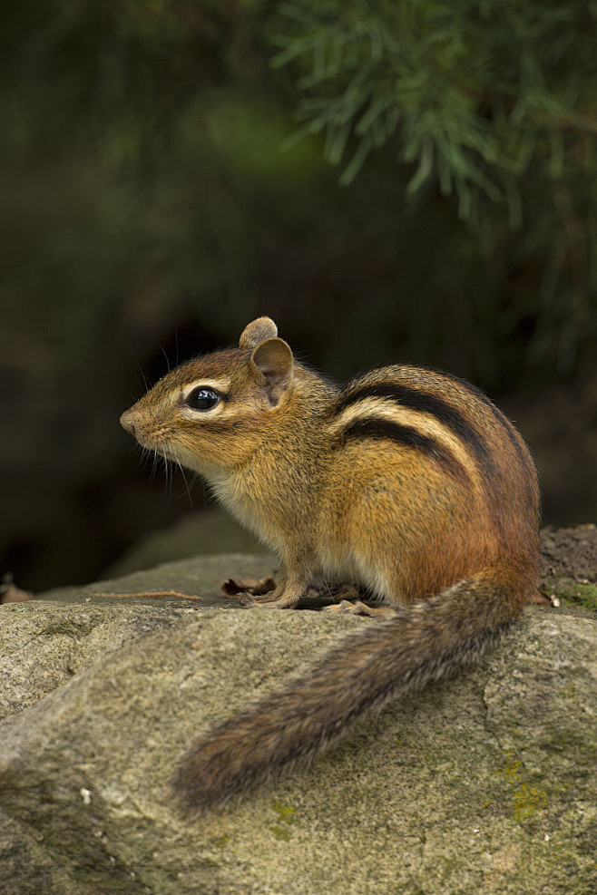 啮齿目松鼠亚目松鼠科花鼠属东部花栗鼠