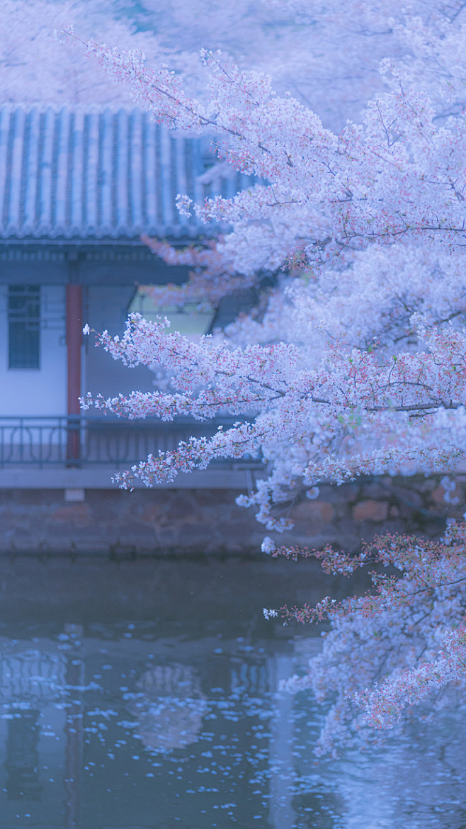 cmmnpqot从焦糖沫转采于2021-01-29 18:47:22鼋头渚的樱花风景cmmnpq