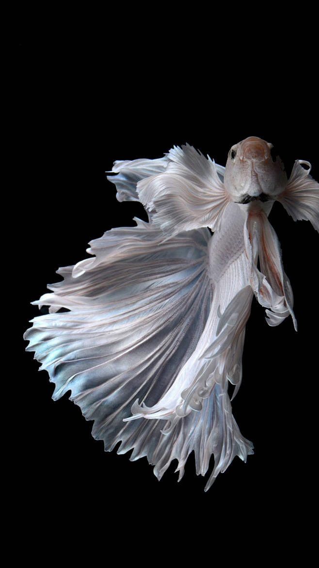 iphone6s斗鱼壁纸鱼摄影壁纸