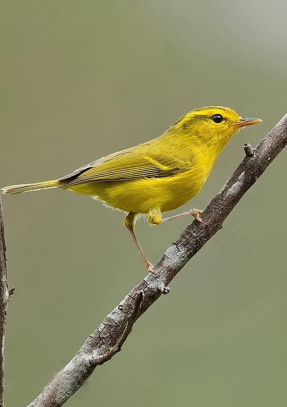 海南柳莺鸟纲国家三级保护动物
