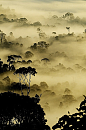 Rain Forest in Borneo