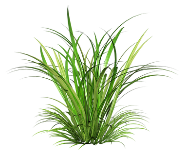 草坪草地草原小草环保树木绿色草丛摄影后期免抠png元素素材查看来源