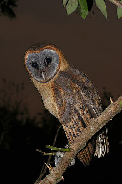 鸮形目草鸮科草鸮属灰面 