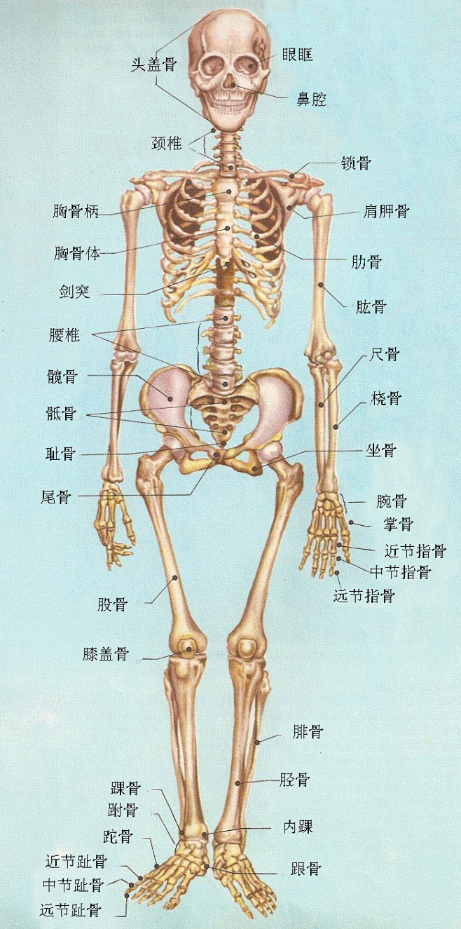 人体上半身骨骼结构图图片