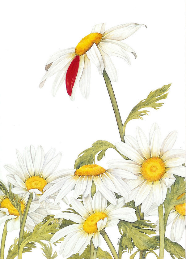 寒潭月从喜欢小卷子的瑟瑟转采于2013-01-29 19:09:08雏菊味道寒潭月