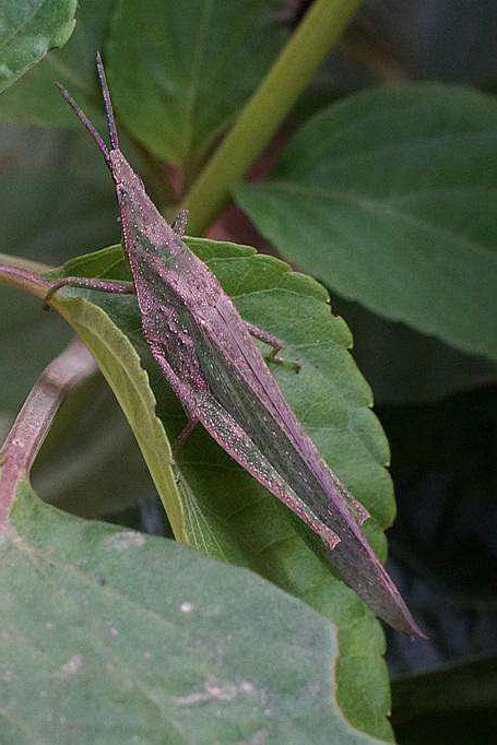 直翅目蝗亚目蝗科剑角蝗科蚱蜢科剑角蝗